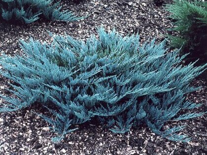 Borievka rozprestrená (Juniperus horizontalis)